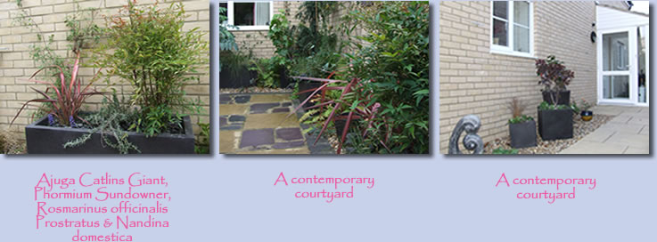 Courtyard Garden Design