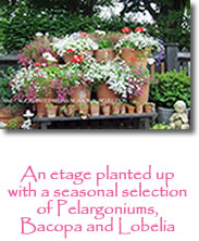 Photograph showing planted garden pot