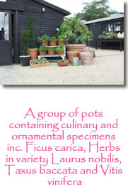 Photograph showing planted garden pot