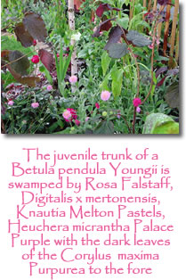 Photograph showing garden design services 