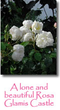 Photograph showing garden design services 