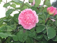 Photograph showing garden design